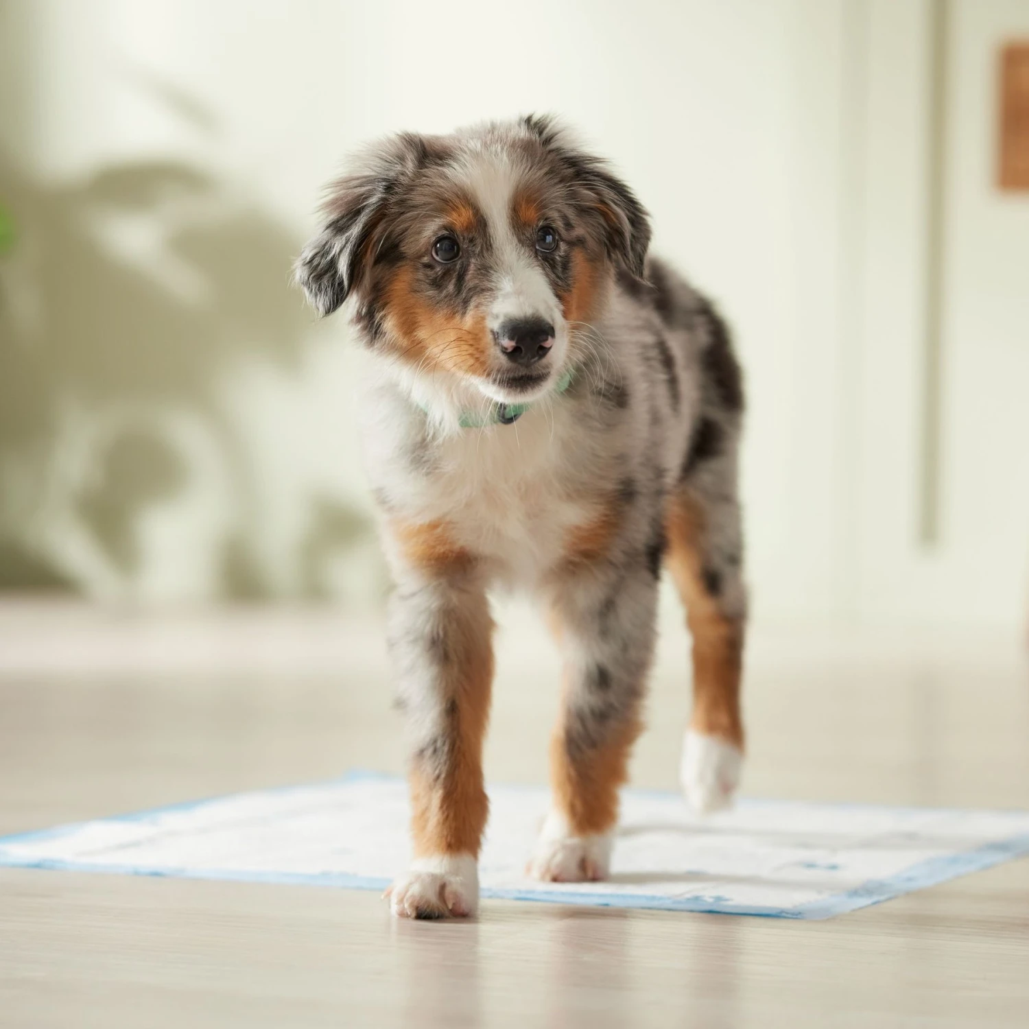 Frisco Printed Dog Training & Potty Pads - Image 7