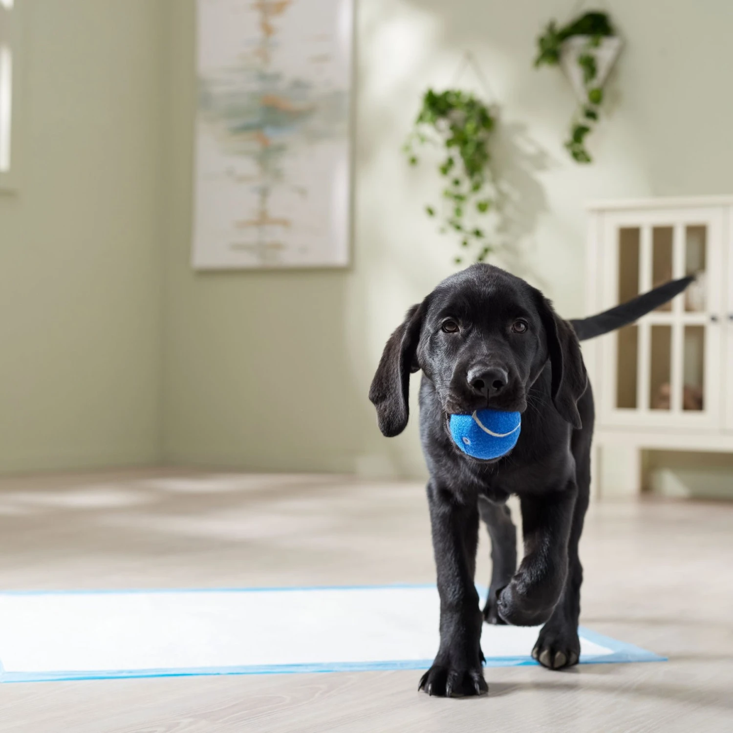 Frisco Premium Extra Large Printed Dog Training & Potty Pads - Image 7