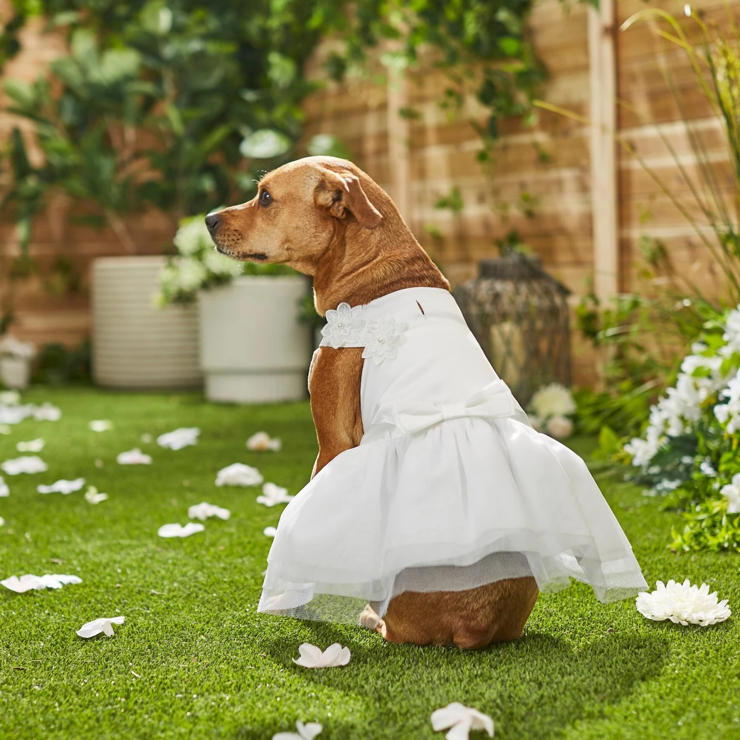 Frisco Formal Dog Wedding Dress - Image 7