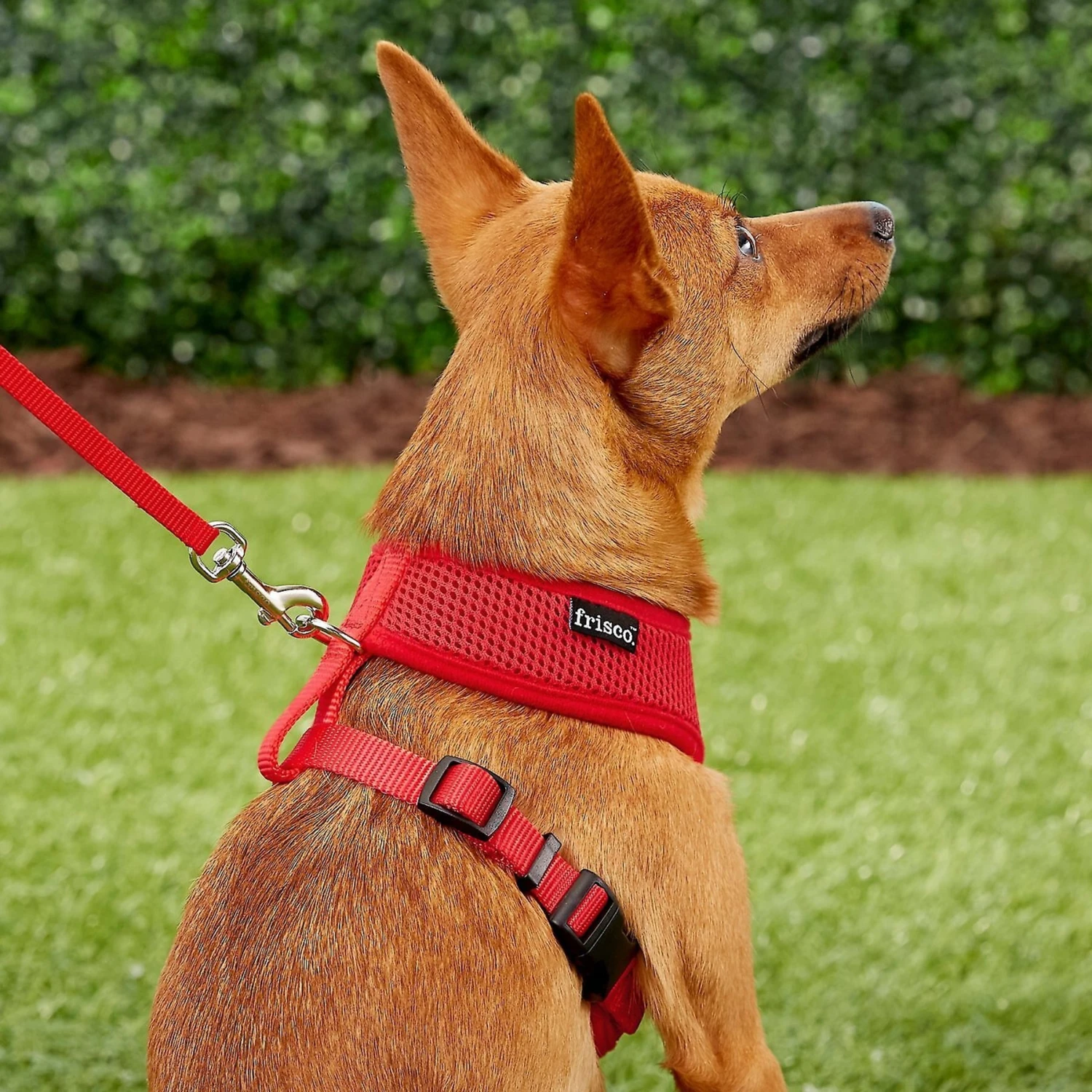 Frisco Small & Medium Breed Soft Mesh Personalized Back Clip Dog Harness - Image 7