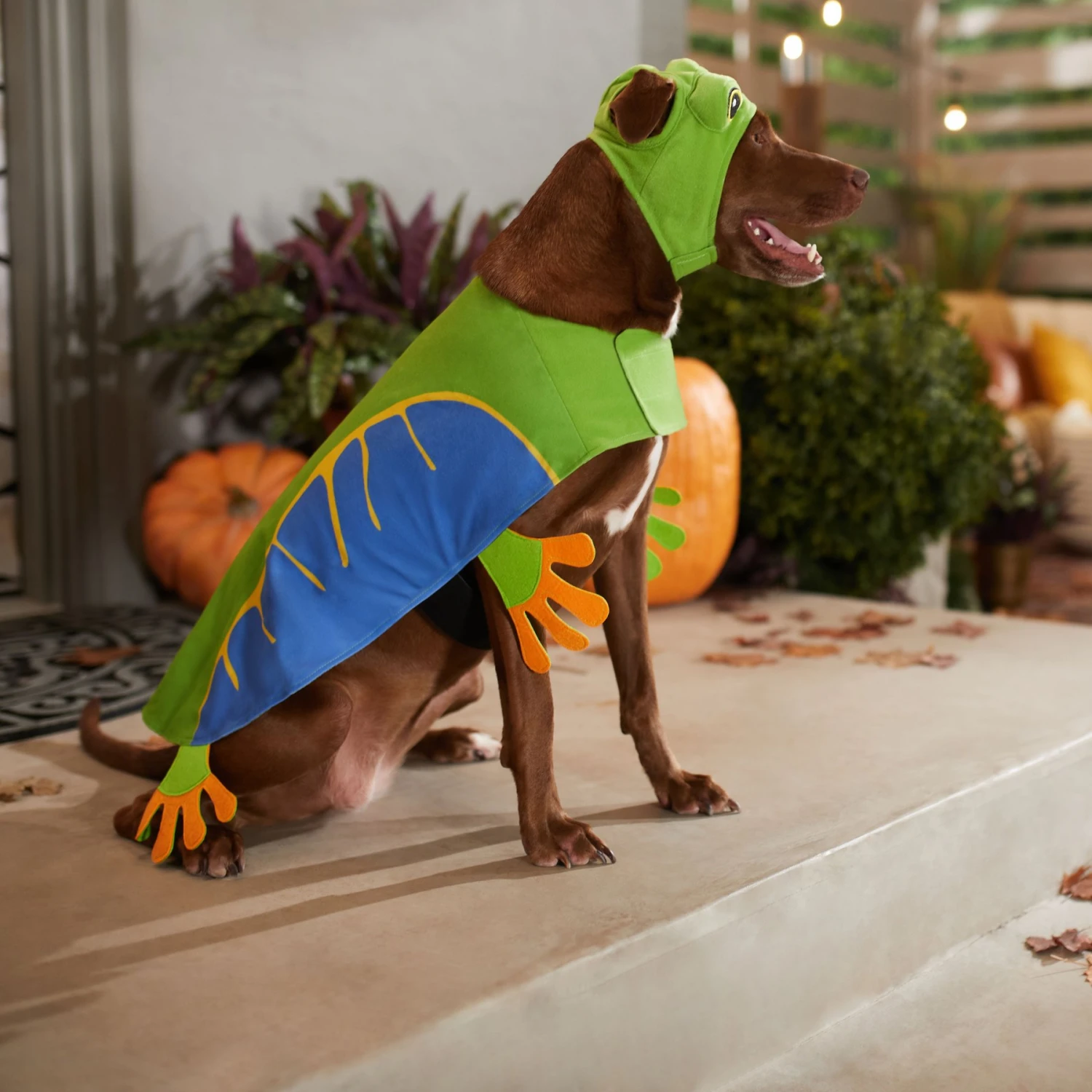 Frisco Frog Dog & Cat Costume - Image 6