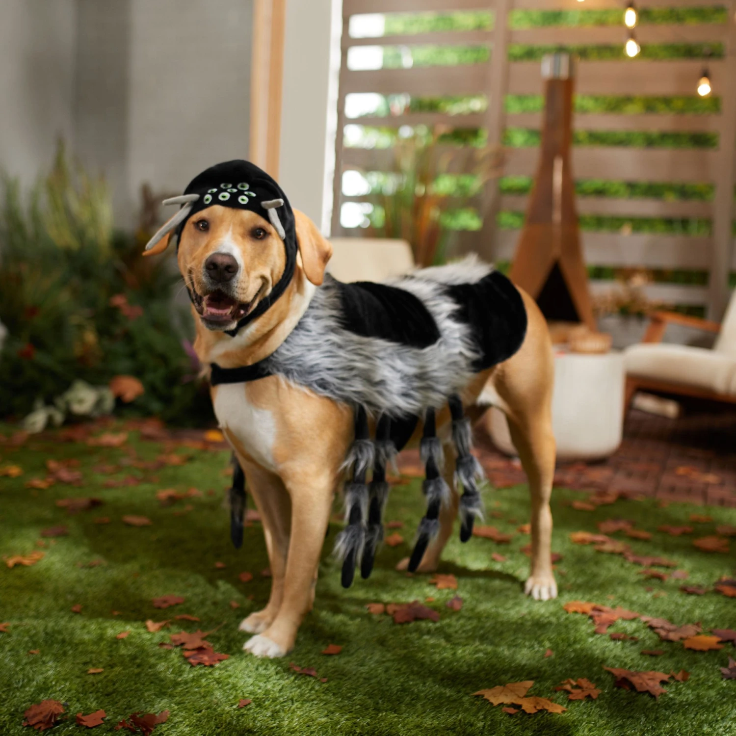 Frisco Spider Dog & Cat Costume - Image 6