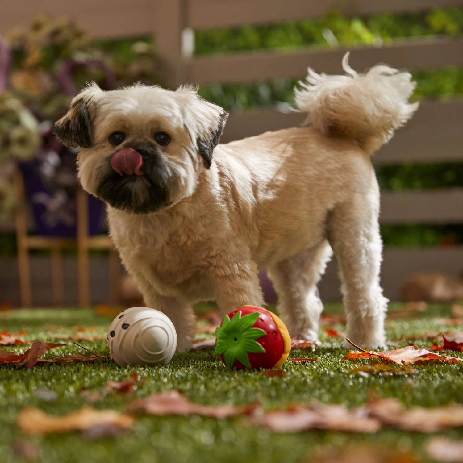 Frisco Halloween Chocolate Covered Strawberries Latex Squeaky Dog Toy - Image 3