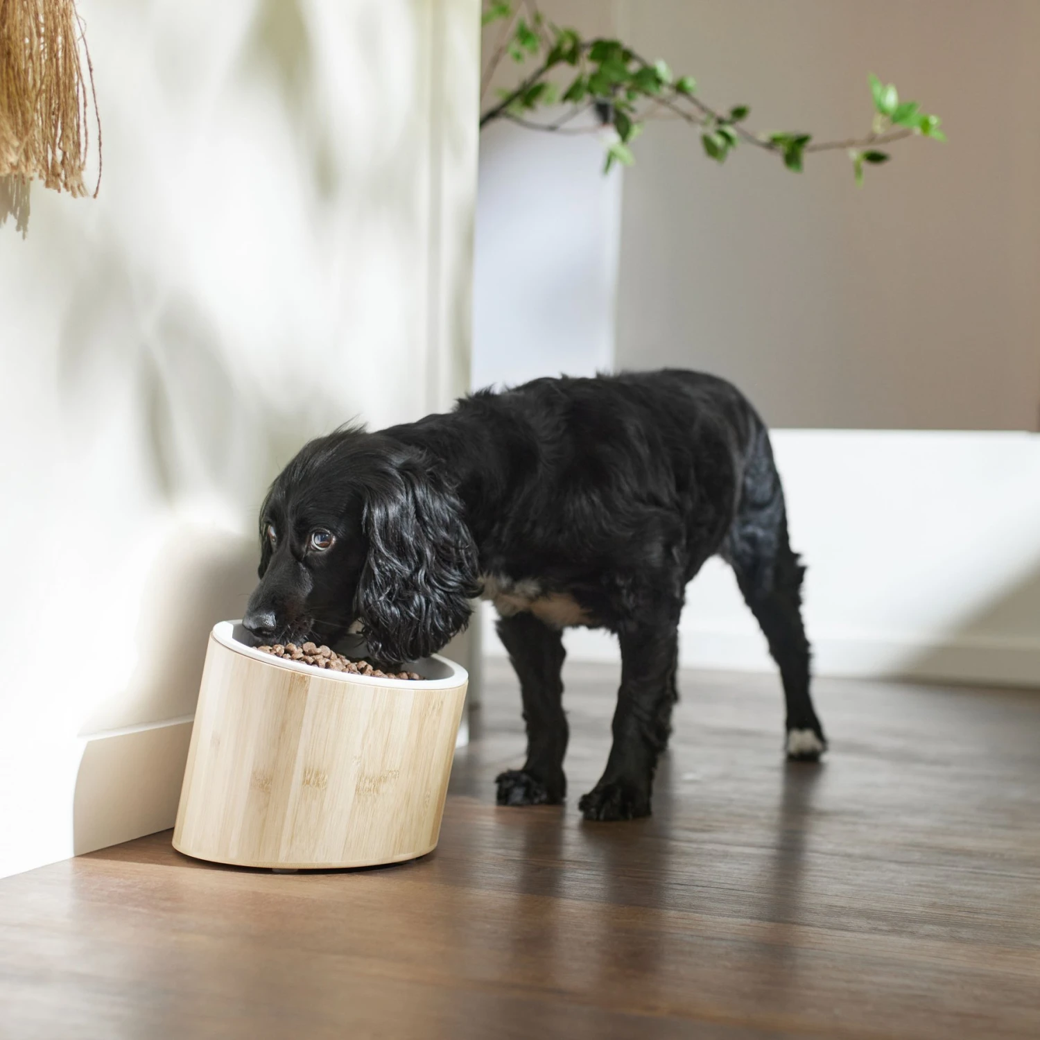 Frisco Elevated Slanted Bamboo Melamine Non-Skid Dog Bowl With Bamboo Stand - Image 3