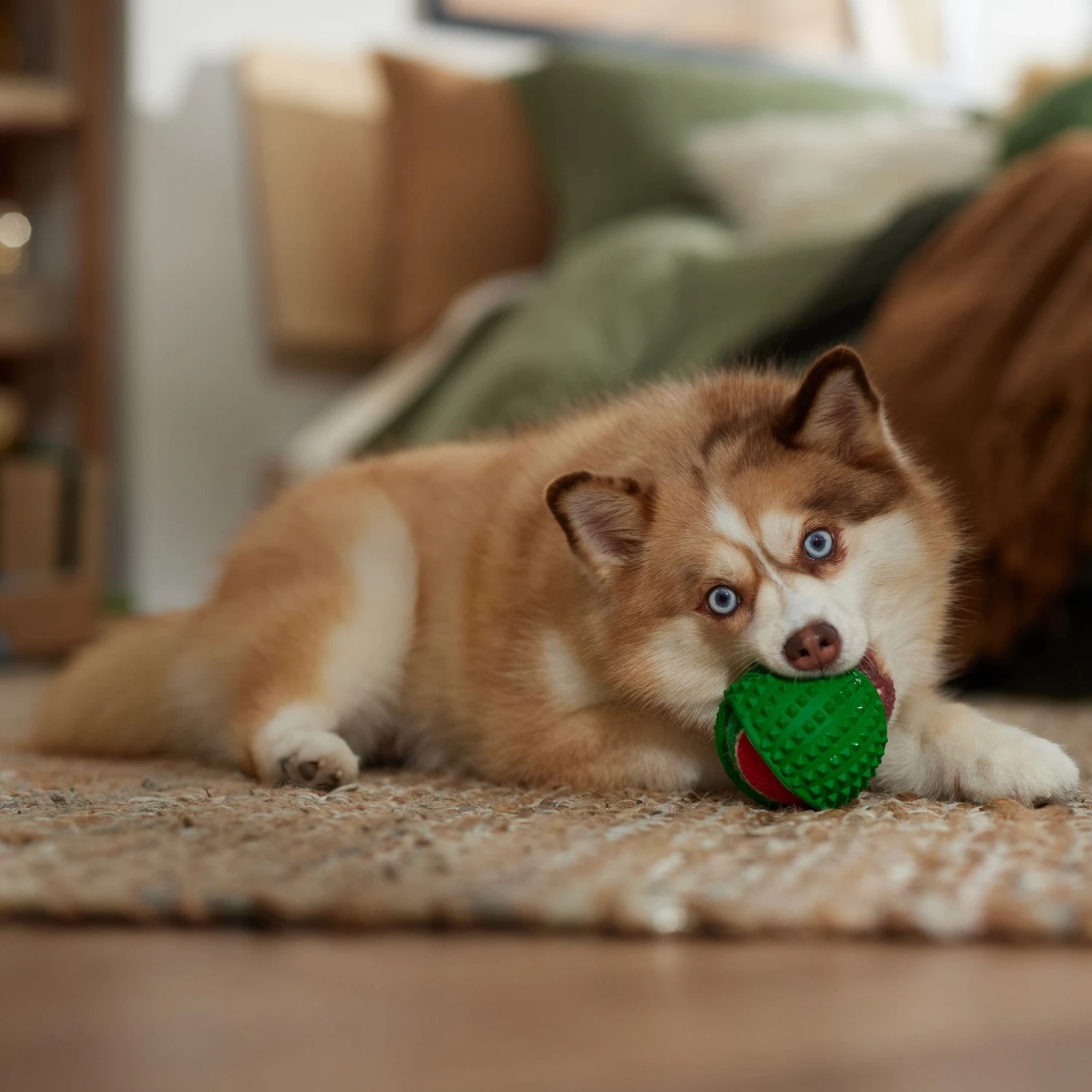Frisco Holiday Fetch Squeaky Tennis Ball With Rubber Sleeve Dog Toy - Image 3
